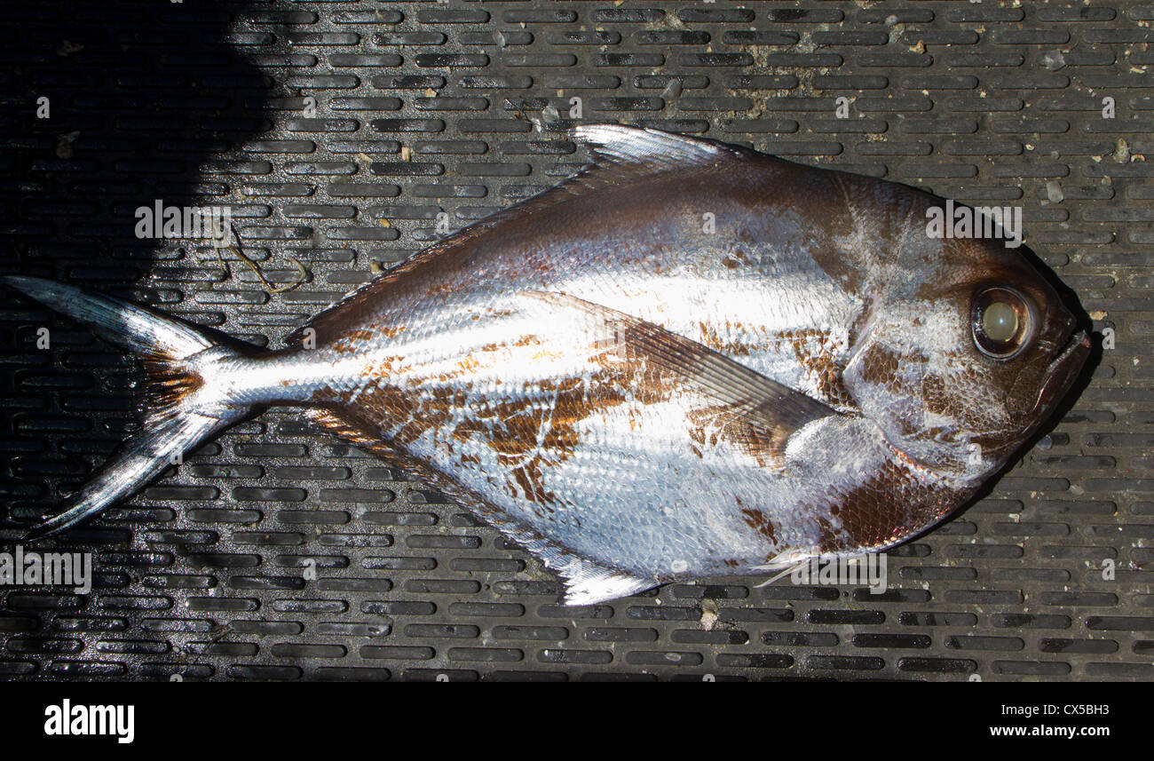 Kommerziell gefangen Seefisch: Rays Brassen (Brama Brama) Stockfoto
