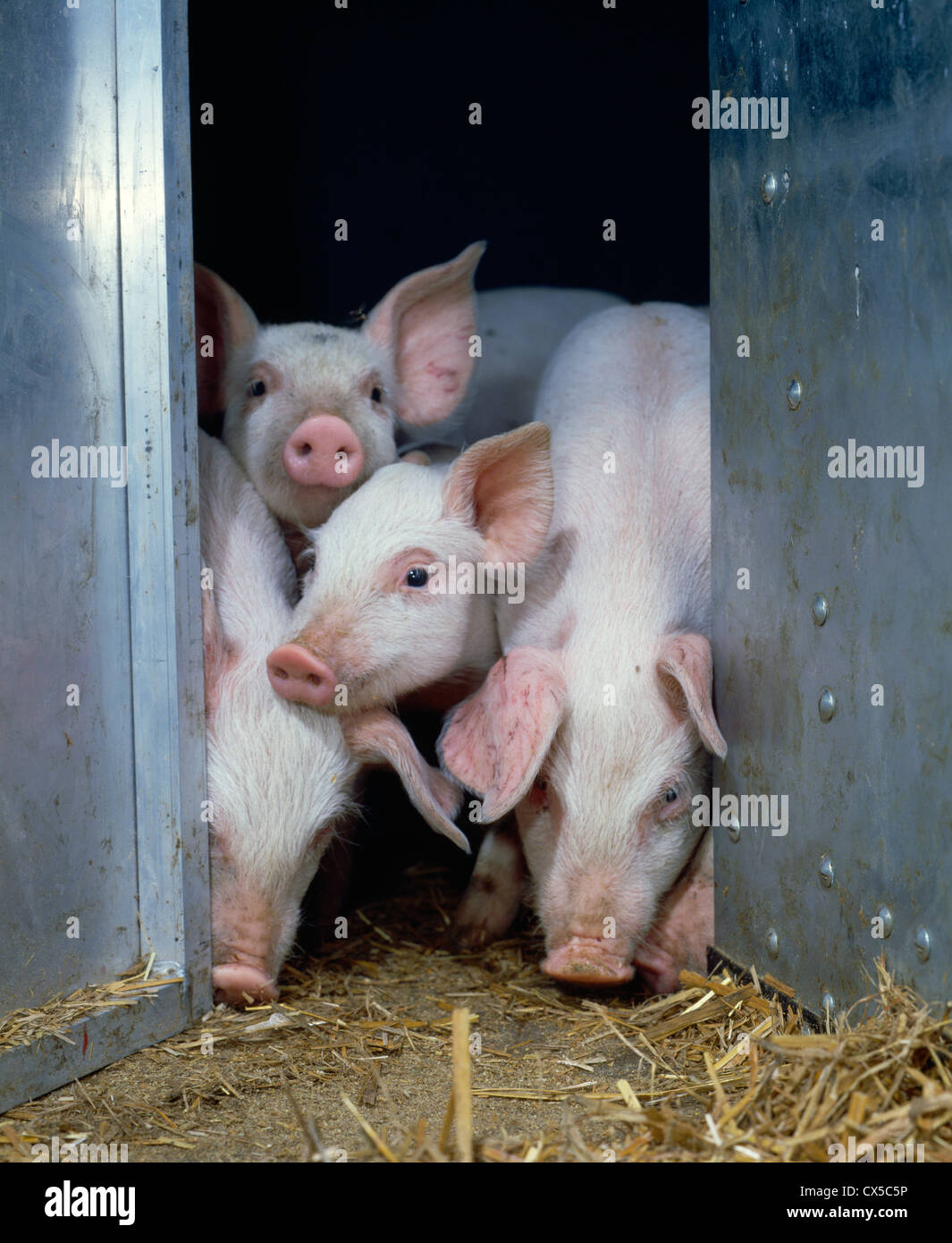 3 1/2 wk, Yorkshire - landrasse Schweinen Stockfoto