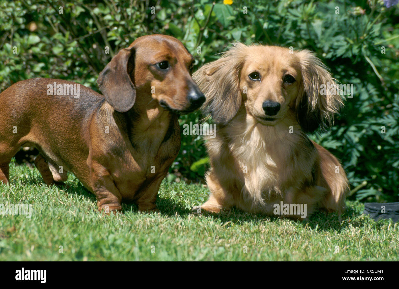 Dackel/Irland Stockfoto