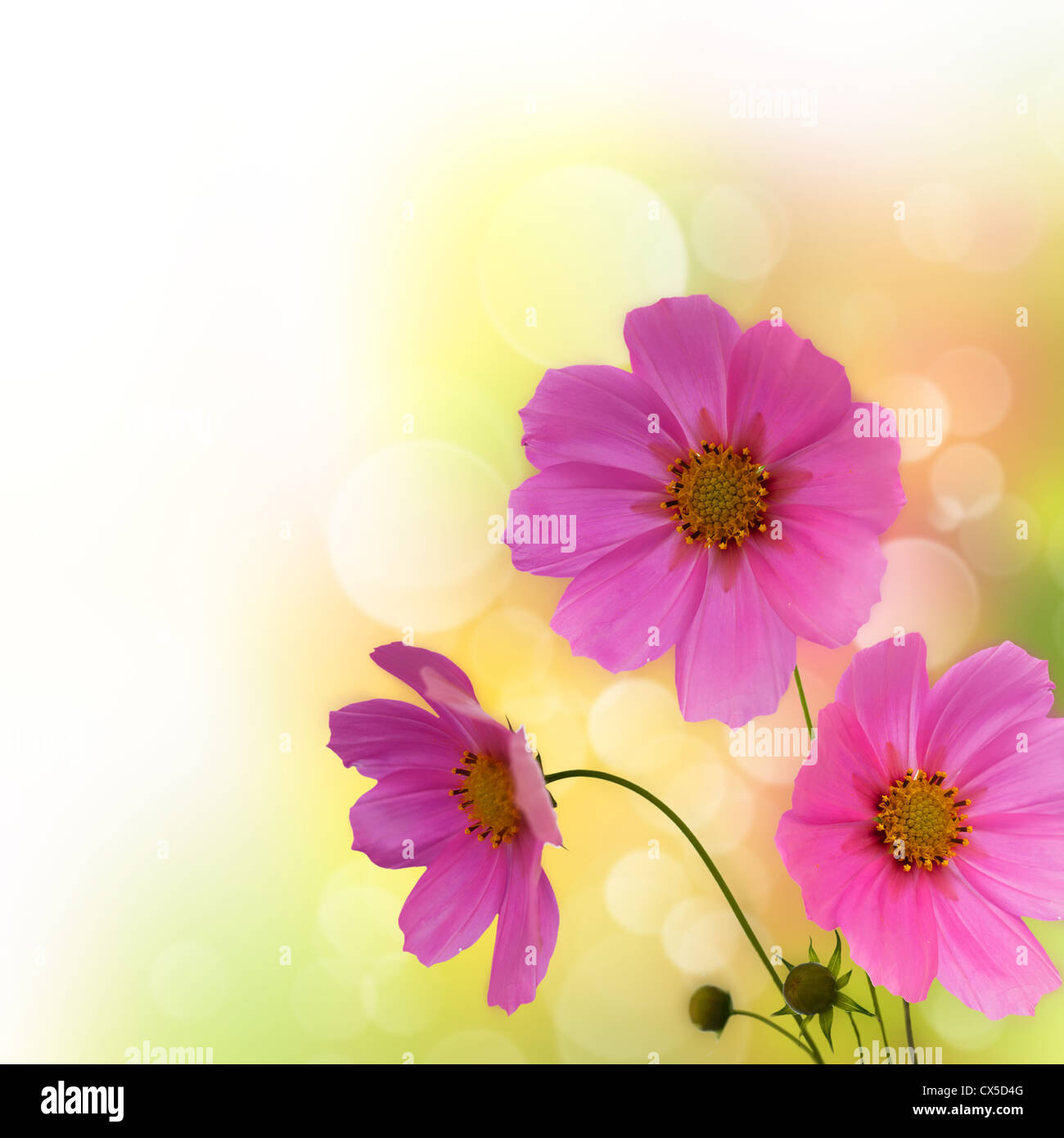 Abstrakte violetten Blüten Grenze über weiß für Ihr design Stockfoto