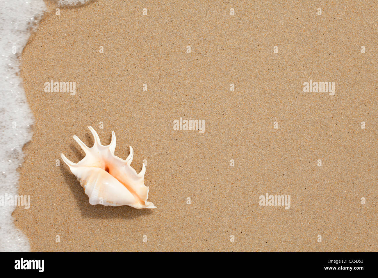 Seashell Draufsicht auf dem Sand des Strandes Stockfoto