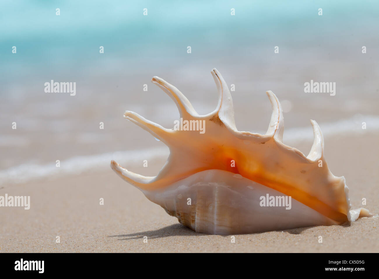 Muschel-Makro auf dem Sand des Strandes Stockfoto