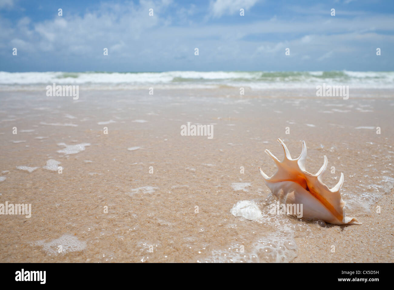 Muschel auf dem Sand der Küste Stockfoto