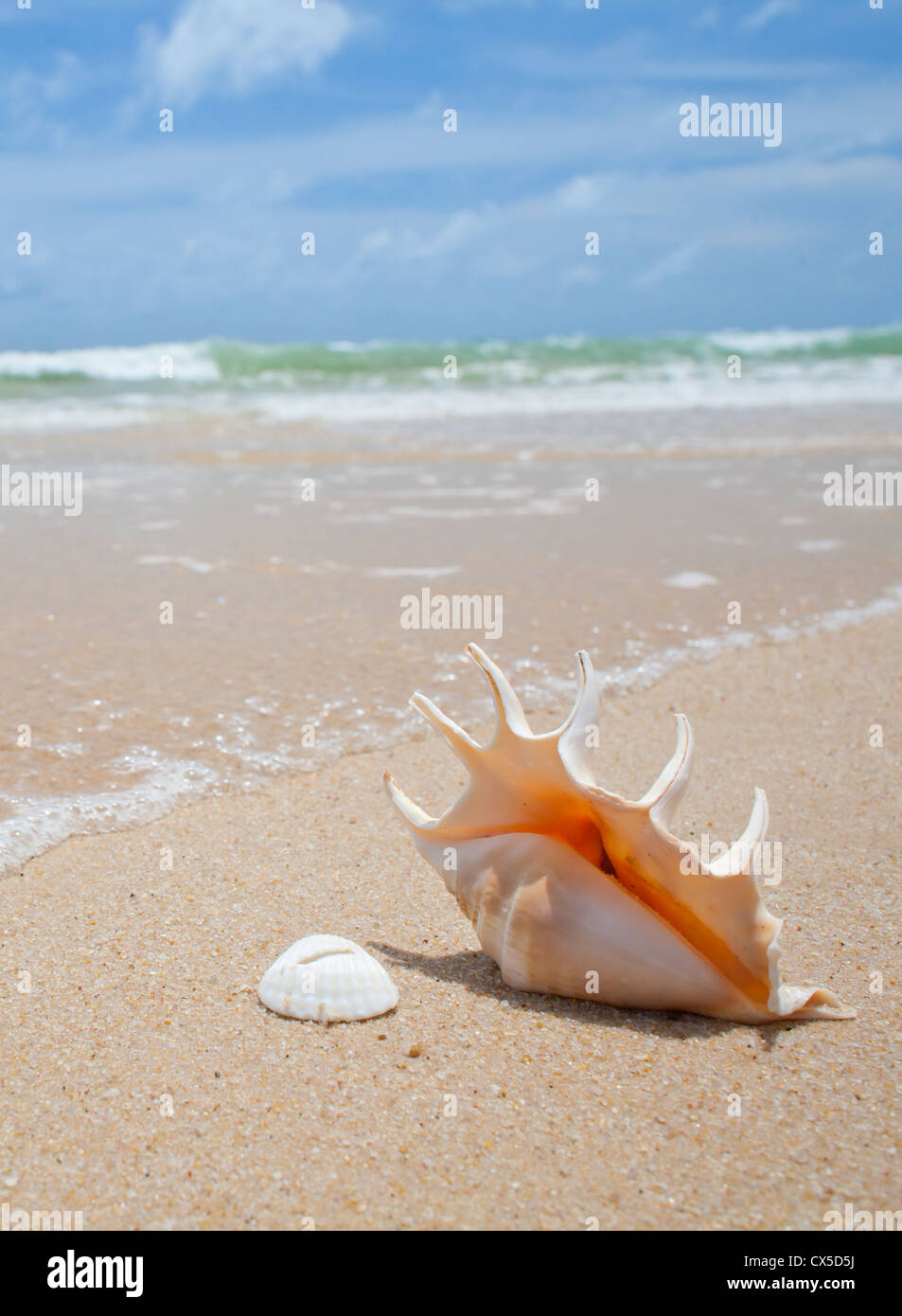 schöne Muschel auf dem Strandsand Stockfoto