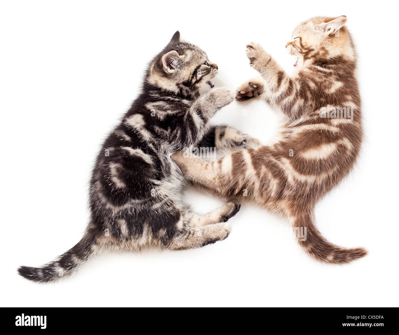 zwei Kätzchen spielen zusammen Stockfoto