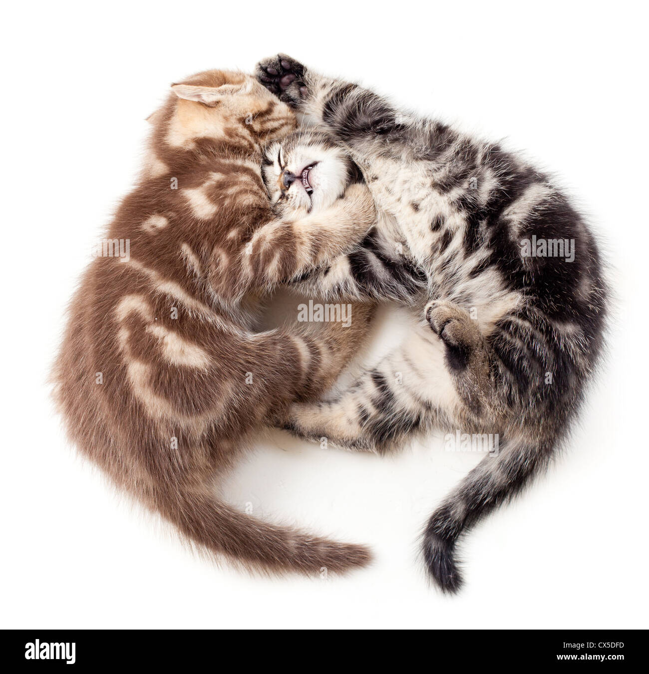 zwei Kätzchen kämpfen, Ansicht von oben Stockfoto