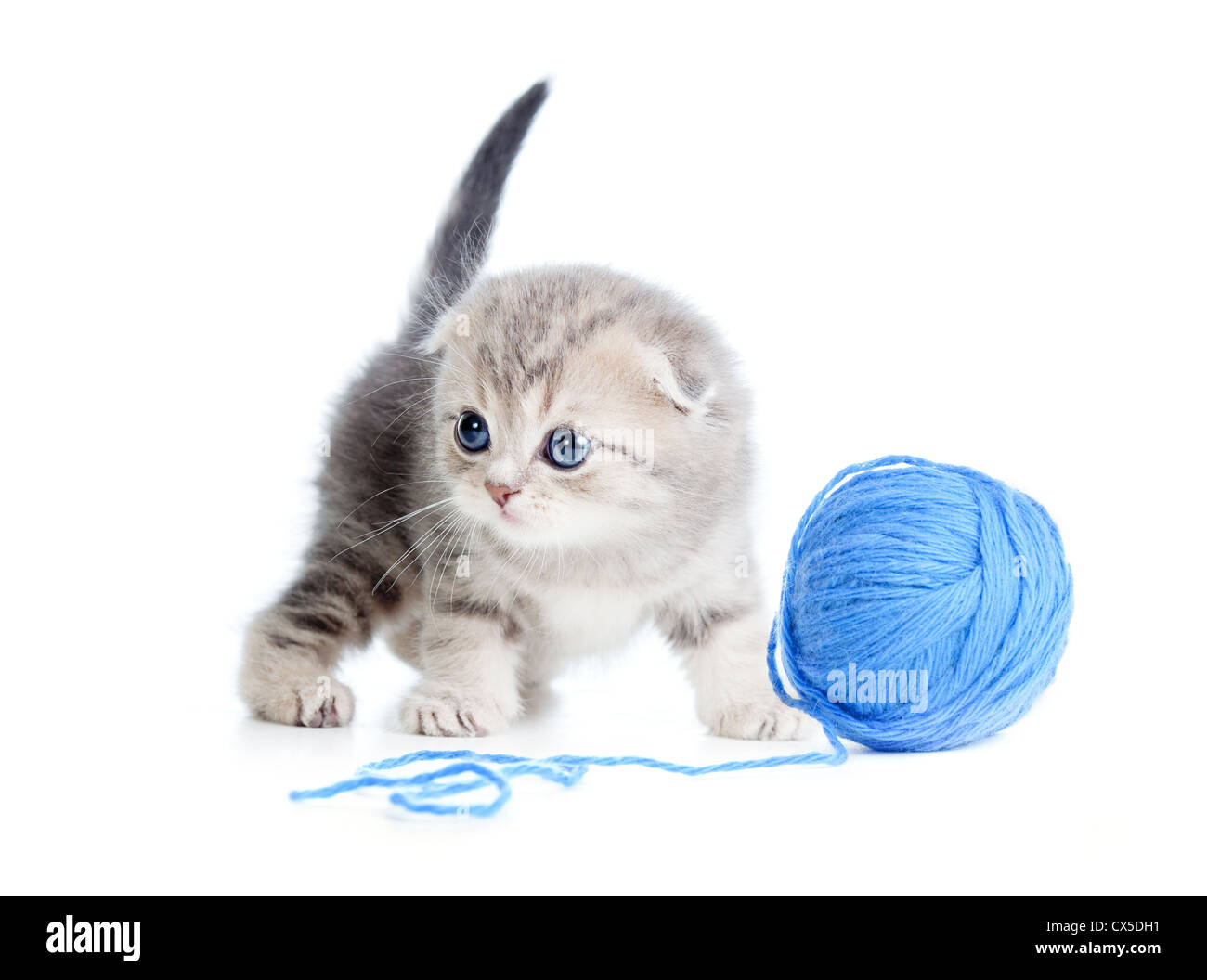 britische Baby Katze spielt Schothorn oder Ball auf weiß Stockfoto