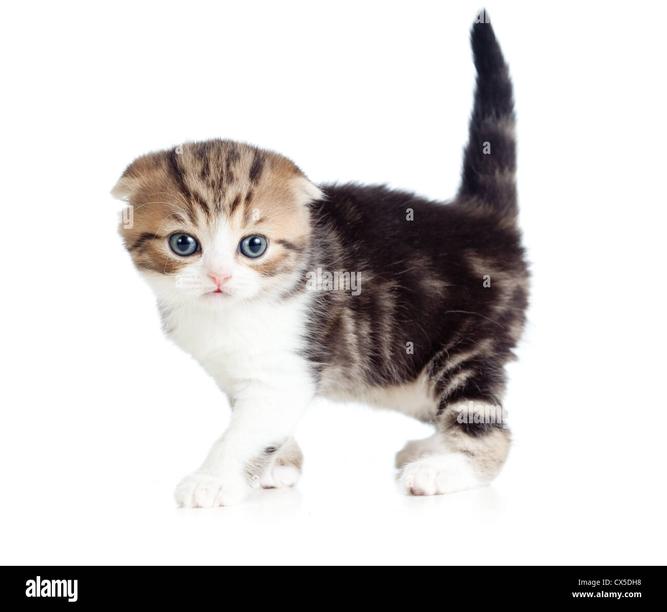 Scottish fold kleine Baby Katze isoliert Stockfoto