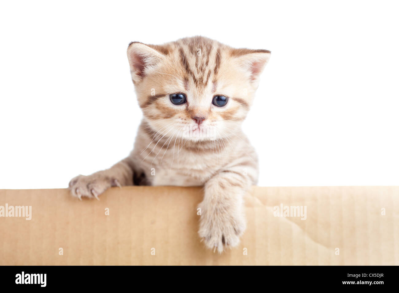 britische Baby Katze im Karton isoliert Stockfoto