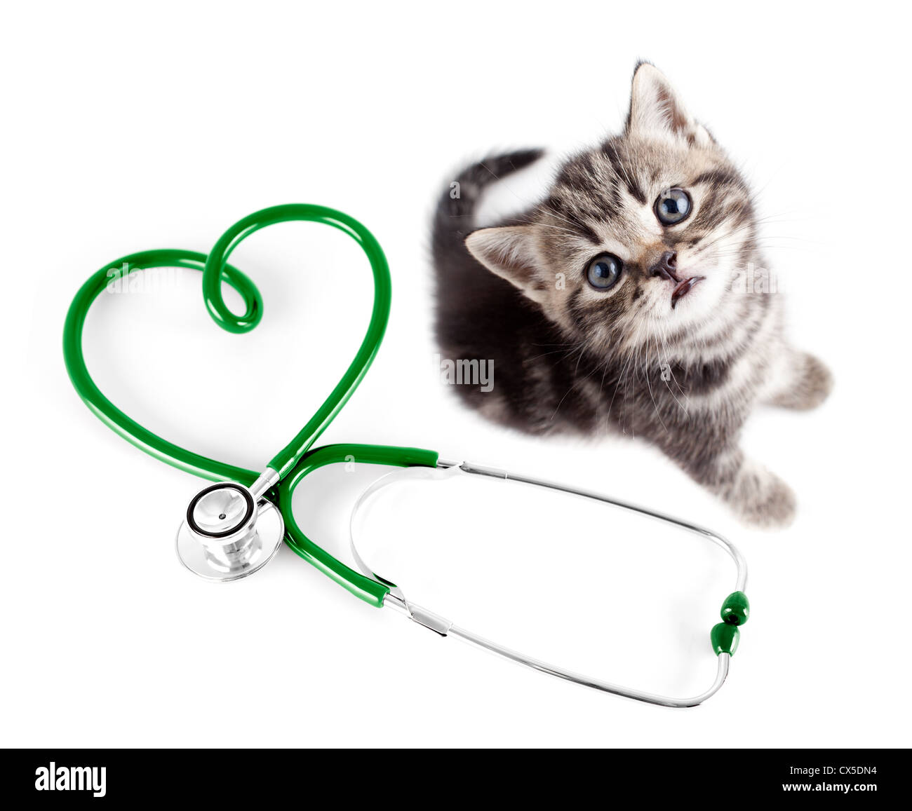 Tierarzt für Haustiere-Konzept Stockfoto
