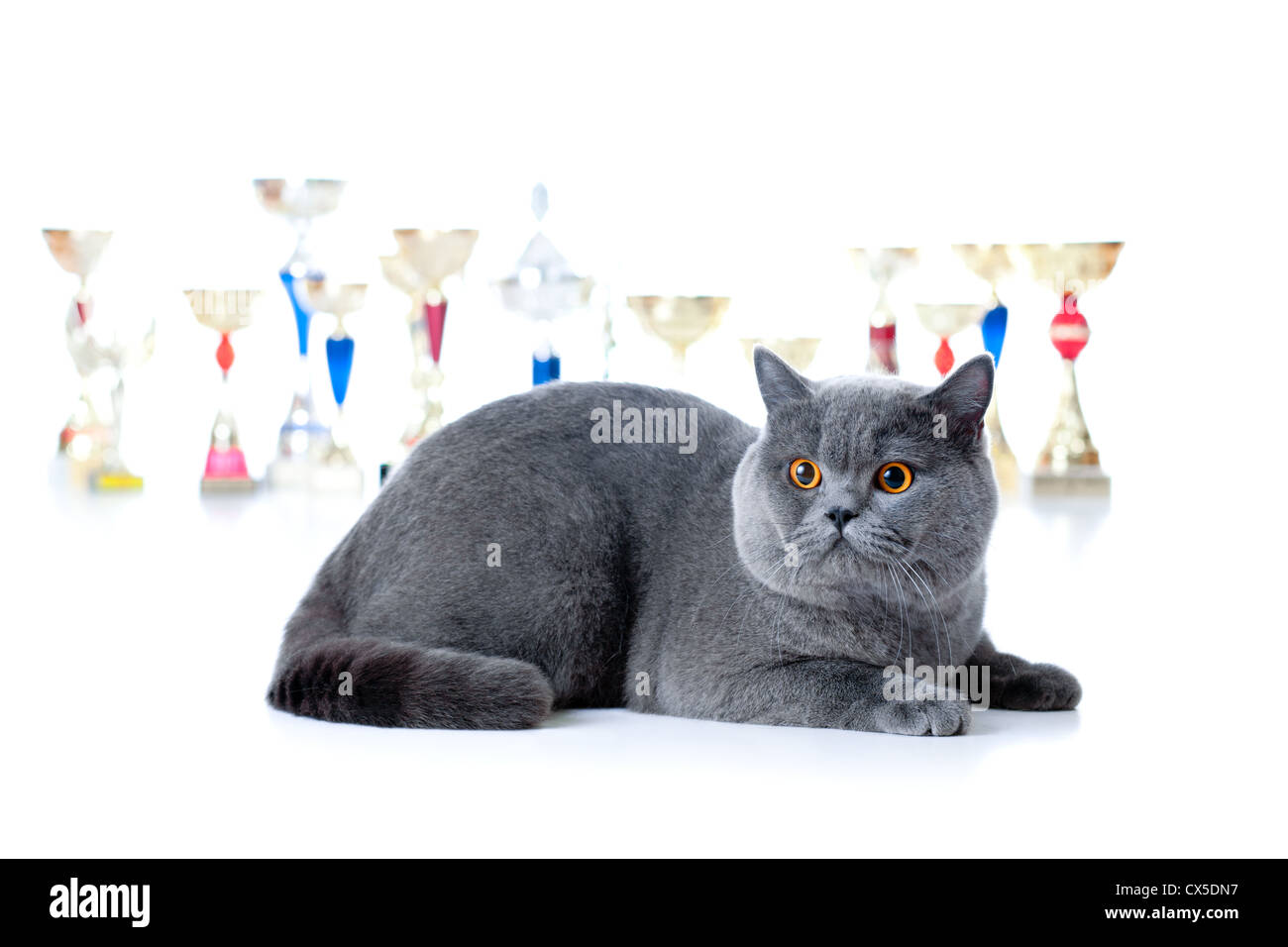 Champion Katze mit Tassen, isoliert auf weiss Stockfoto