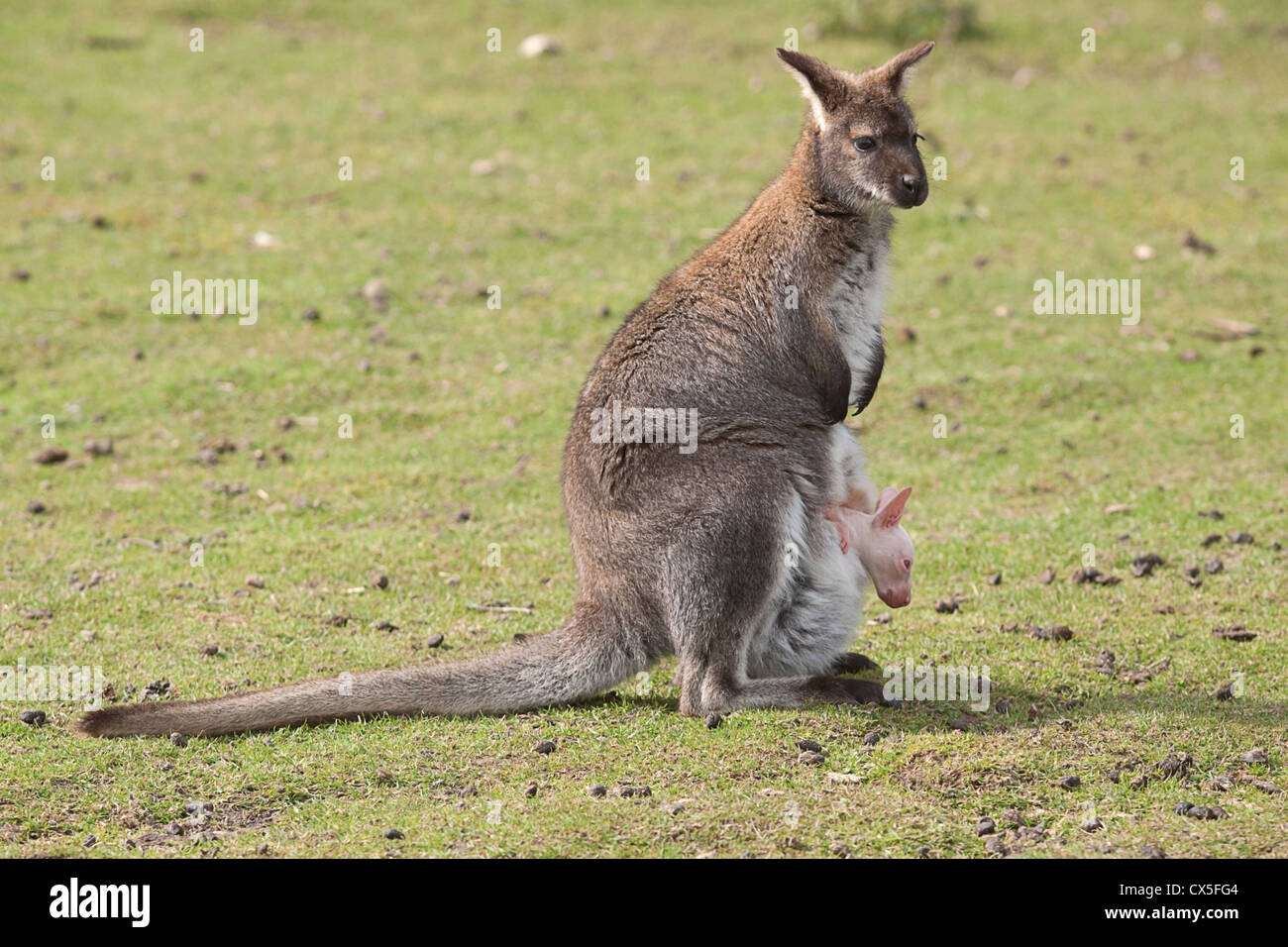 Wallaby Mutter mit Baby Joey im Beutel Stockfoto