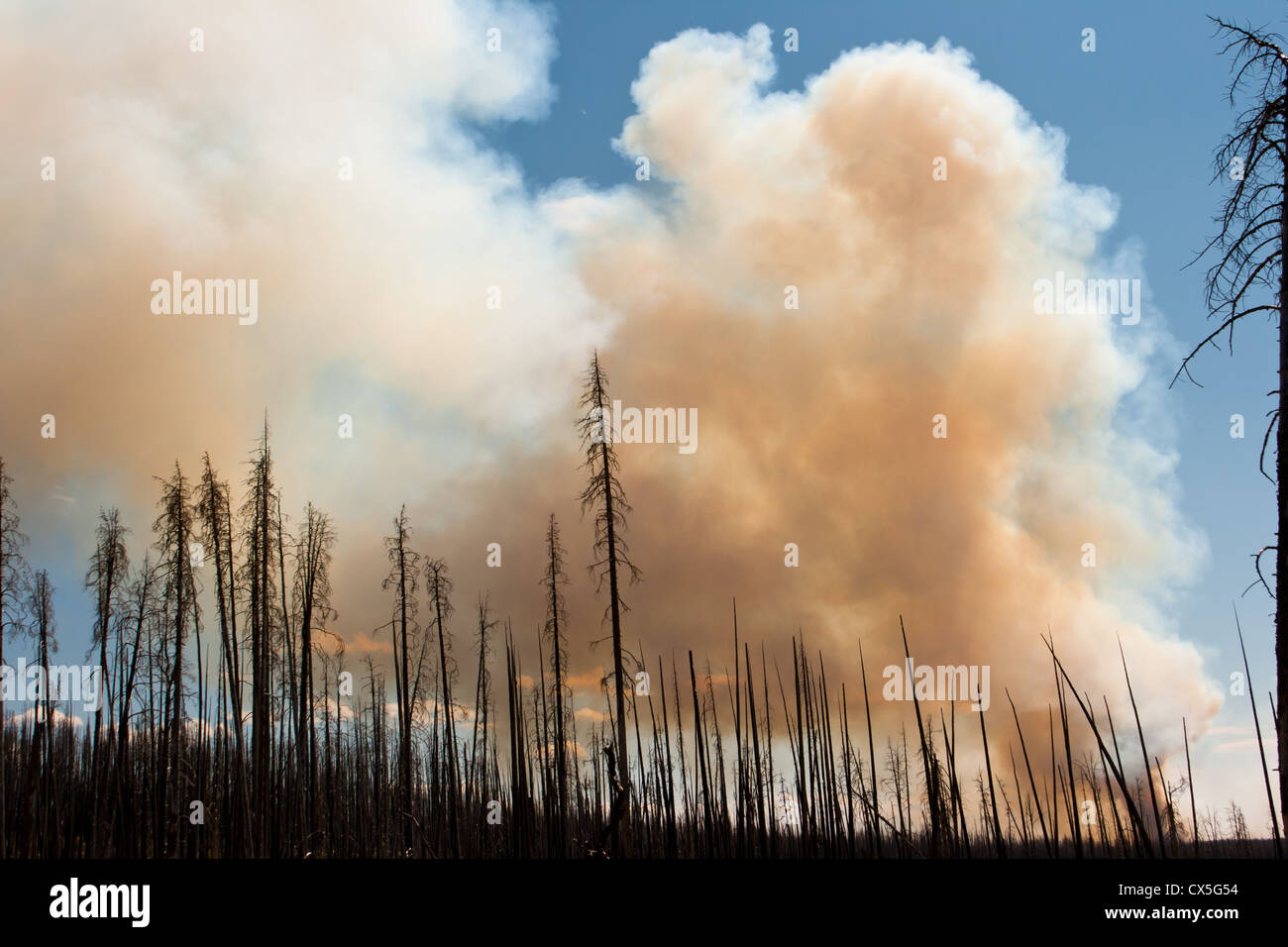 Yellowstone-Feuer-Sommer 2011 Stockfoto