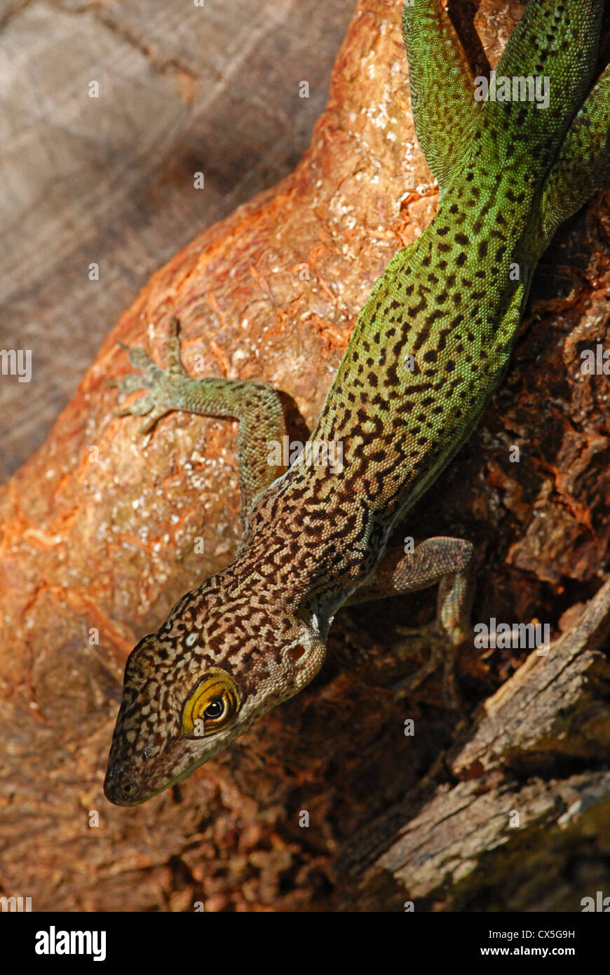 Leach Anole Eidechse in Antigua Stockfoto