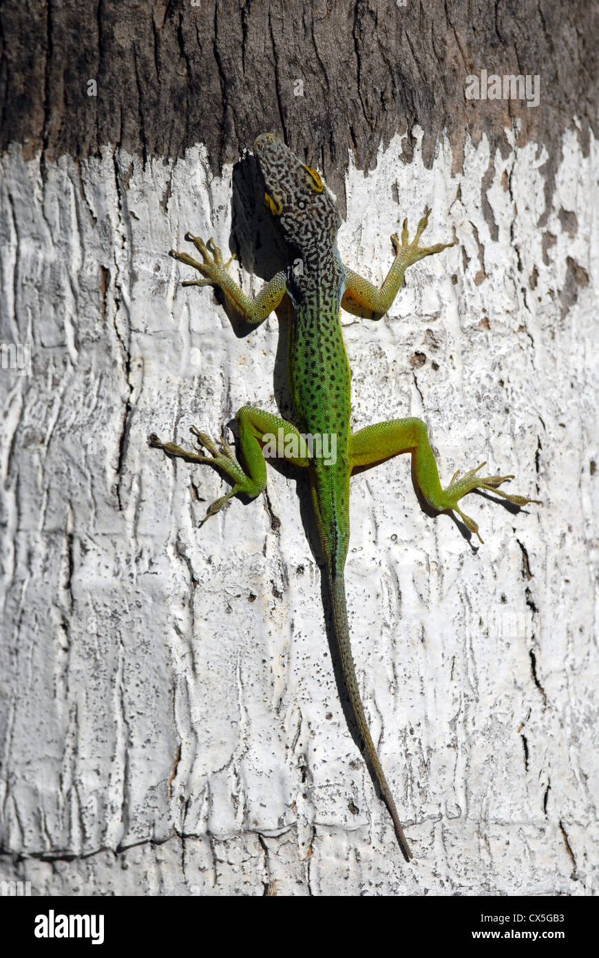 Leach Anole Eidechse in Antigua Stockfoto