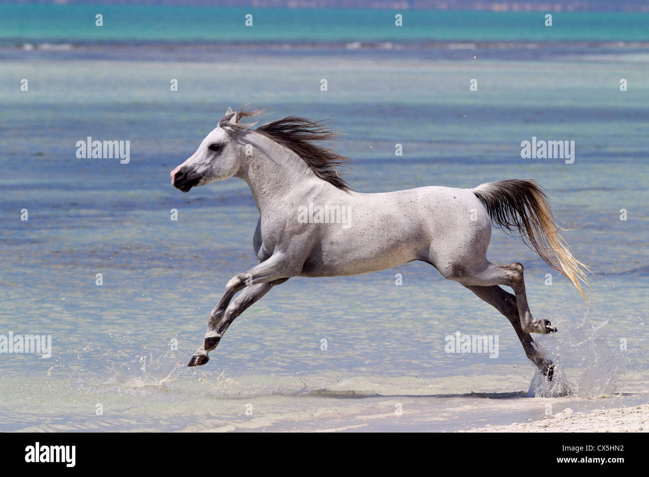 Arabisches Pferd Stockfoto