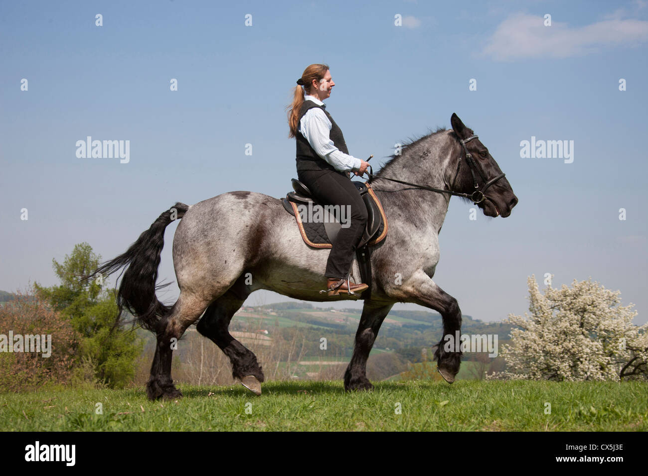 Noriker Pferd, Jahre Pinzgauer mit Reiter Trabrennen in einer Landschaft im Frühling Stockfoto