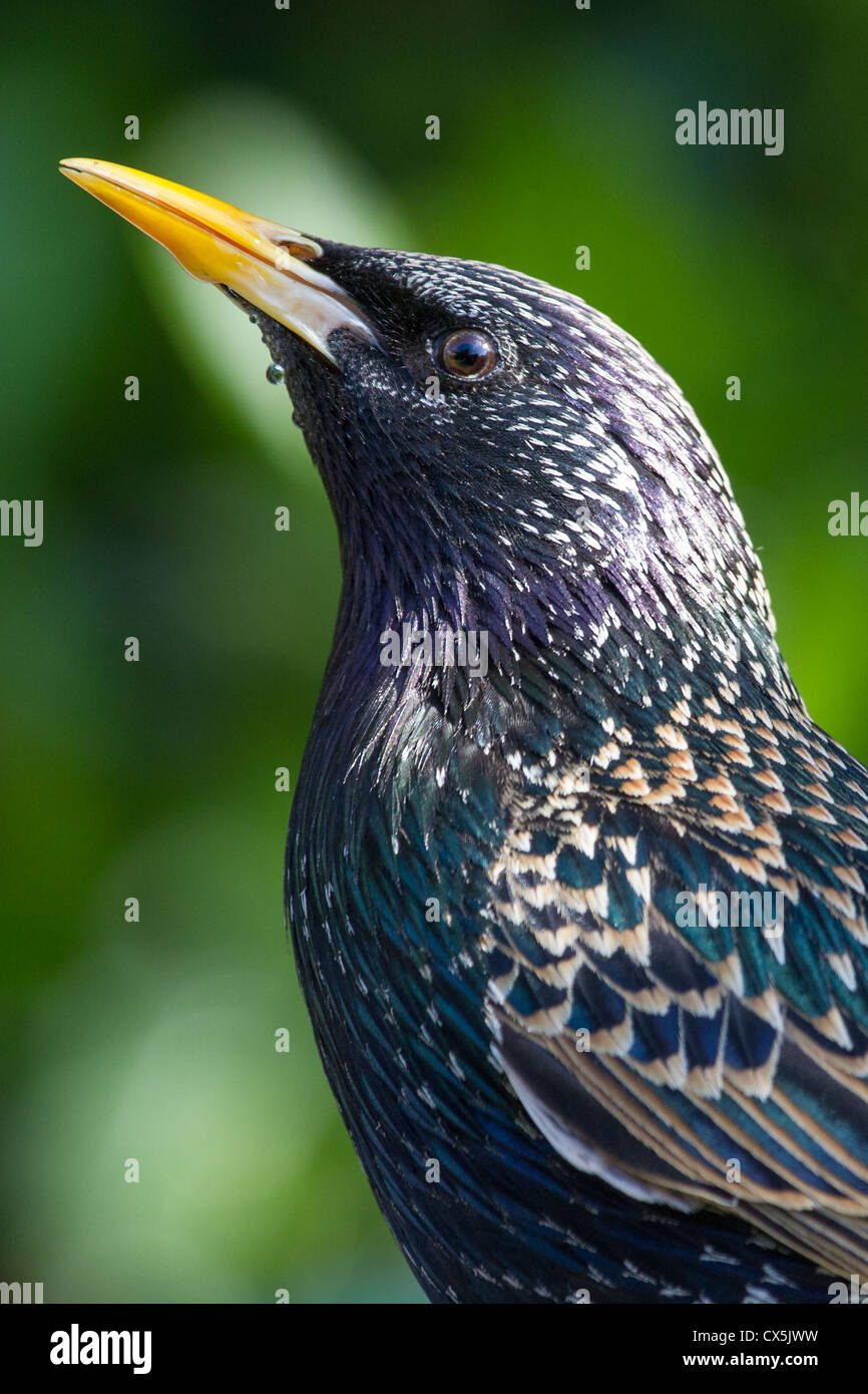Nahaufnahme von einem Star (Sturnus Vulgaris) in einem leichten Halo, Essex, England Stockfoto