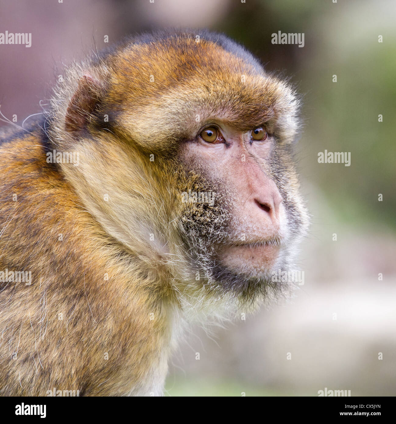Männliche Barbary Makaken (Macaca Sylvanus) close-up (auch genannt Barbary Affe) Stockfoto