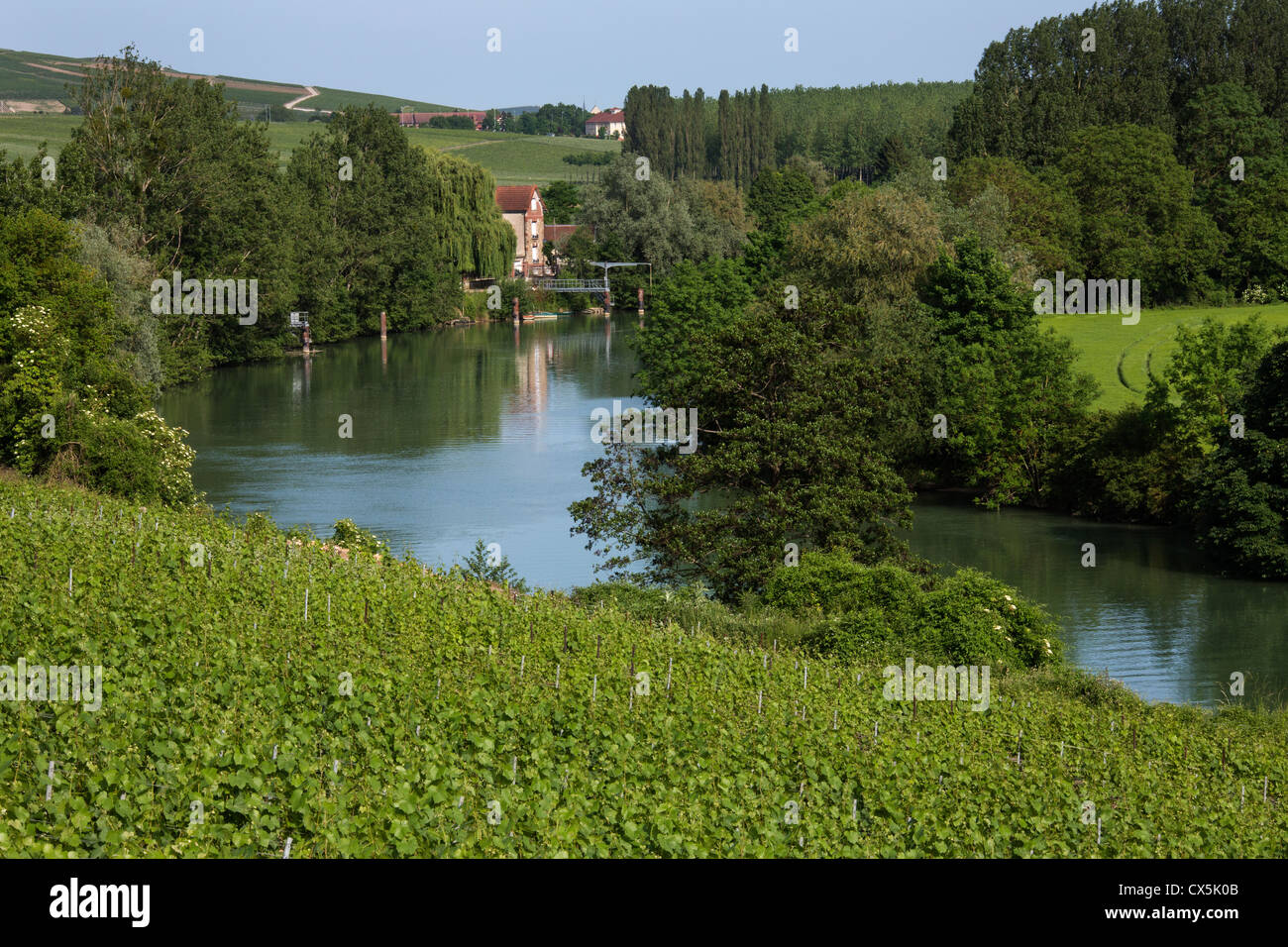 Weinberge und der Fluss Marne in Hautvillers in der Nähe von Epernay, südlich von Reims in Nordfrankreich. Stockfoto