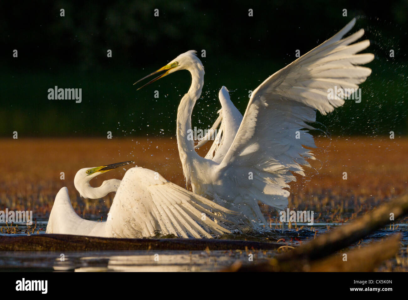 Zwei große Reiher (Ardea Alba kämpft in einem See. Stockfoto