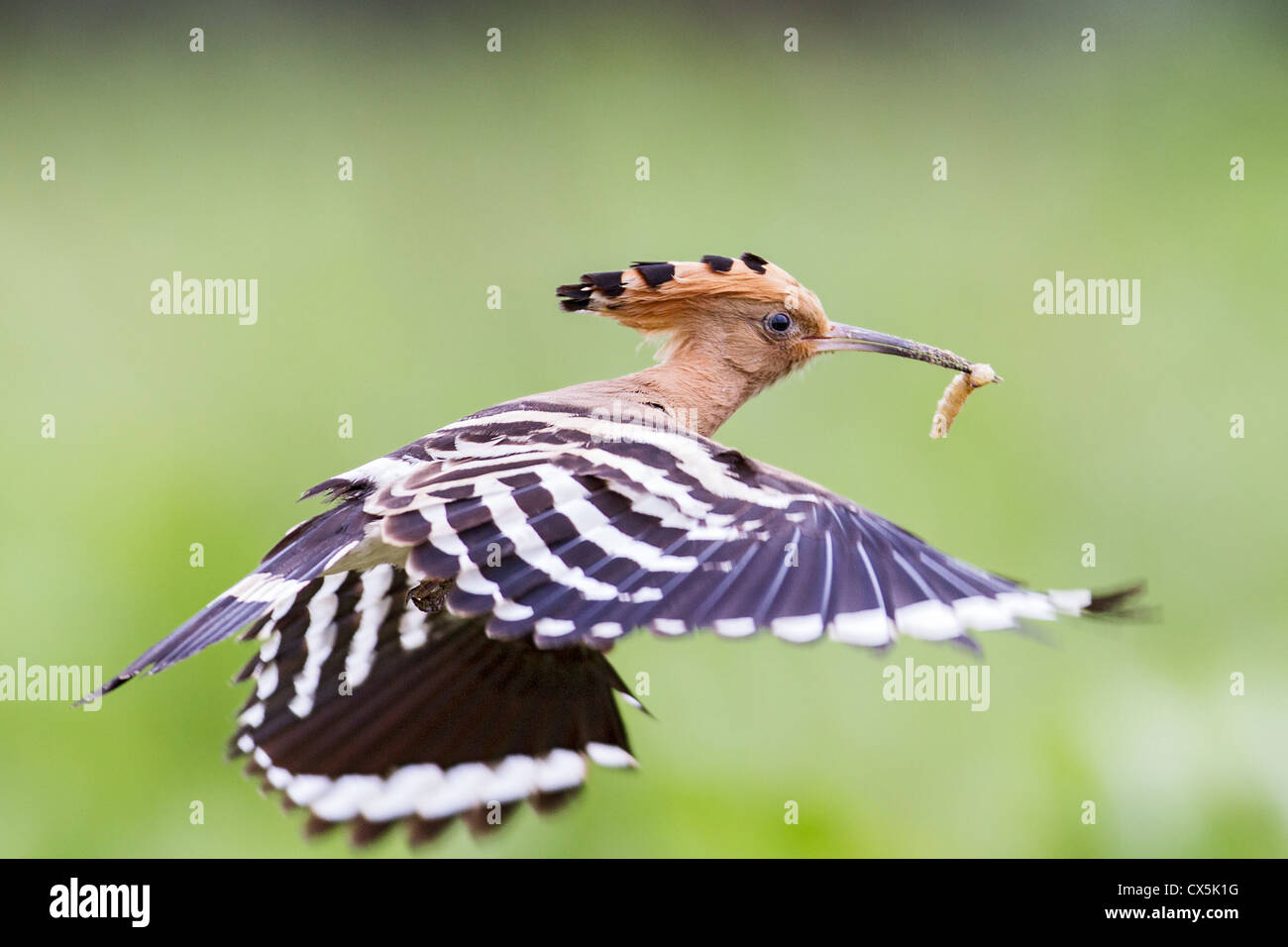 Eurasion Wiedehopf (Upupa Epops) im Flug mit einem frisch gefangenen Insekt Stockfoto