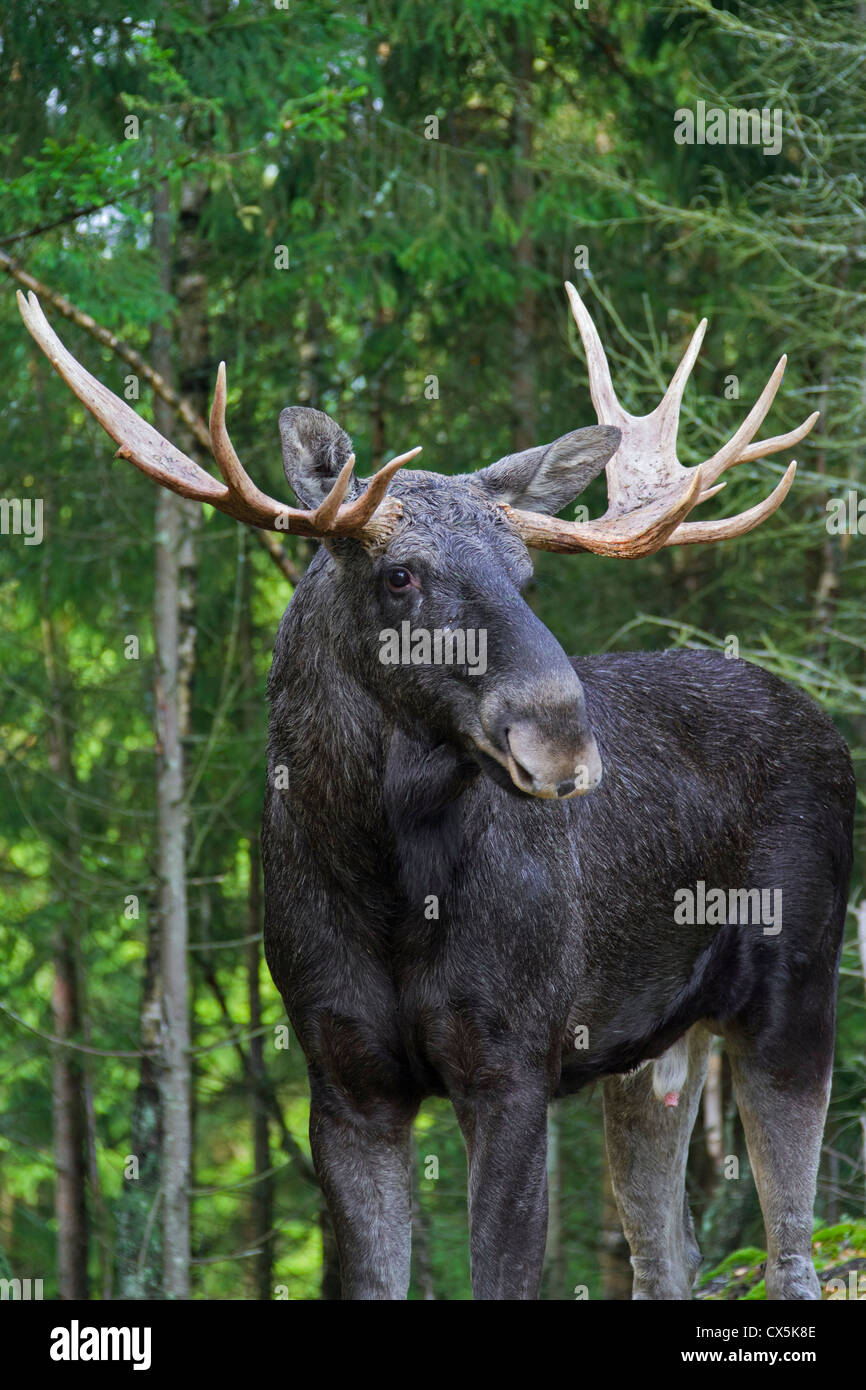 Nahaufnahme der Elche / eurasischen Elch (Alces Alces) in der Taiga im Herbst, Värmland, Schweden Stockfoto