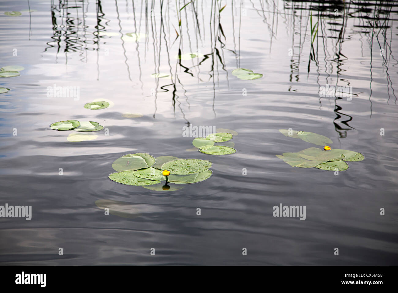 Gelbes Wasser-Lilly (Teichrosen Lutea) Stockfoto