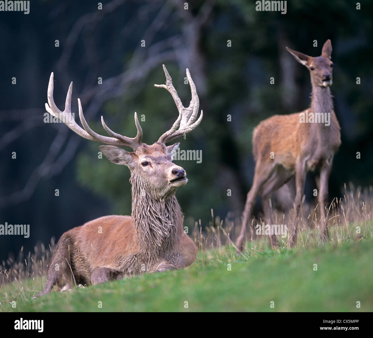 Rothirsch (Cervus Elaphus) Stockfoto