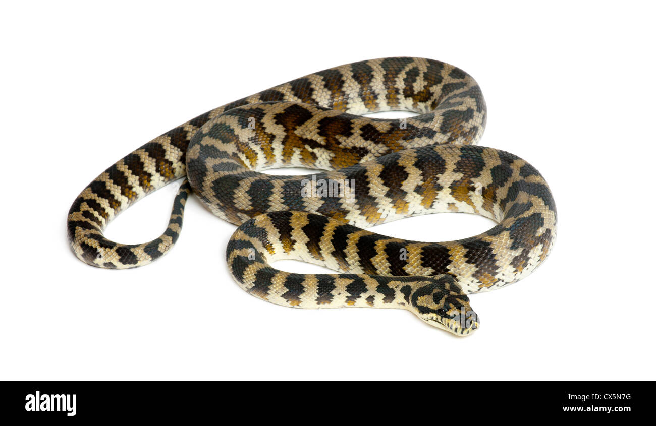 Python, Morelia Spilota Variegata, vor weißem Hintergrund Stockfoto