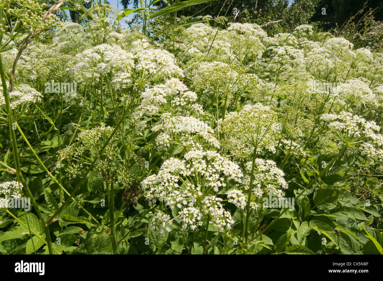 Kuh Petersilie Anthriscus Sylvestris wilder Kerbel, wilde Schnabel Petersilie, Keck oder Queen Anne es Lace, krautige Biennale mehrjährige p Stockfoto