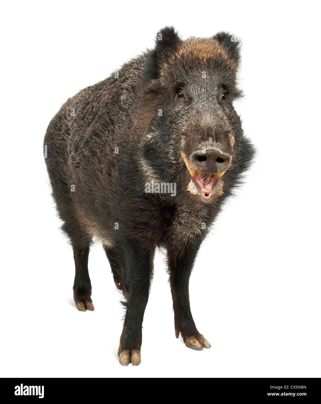 Wildschwein, auch bekannt als Wildschwein, Sus Scrofa, 15 Jahre alt, stehen auf weißen Hintergrund Stockfoto