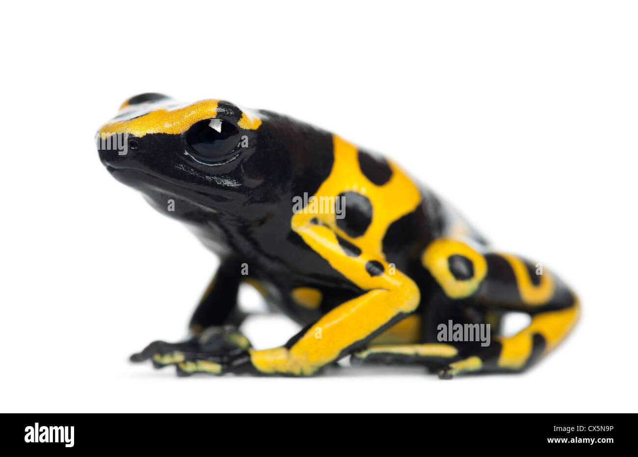 Gelb-banded Pfeilgiftfrosch, Dendrobates Leucomelas, vor weißem Hintergrund Stockfoto