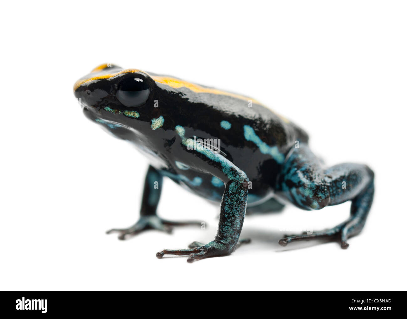 Golfodulcean Poison Frog, Phyllobates Vittatus, Porträt vor weißem Hintergrund Stockfoto