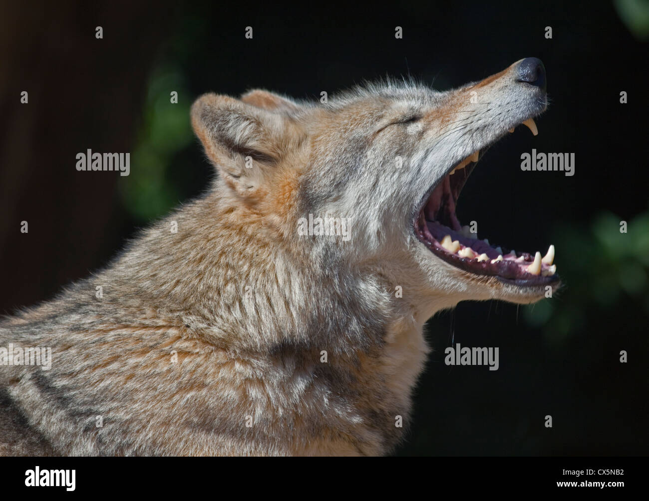 Graue Wolf (Canis Lupus) Gähnen Stockfoto