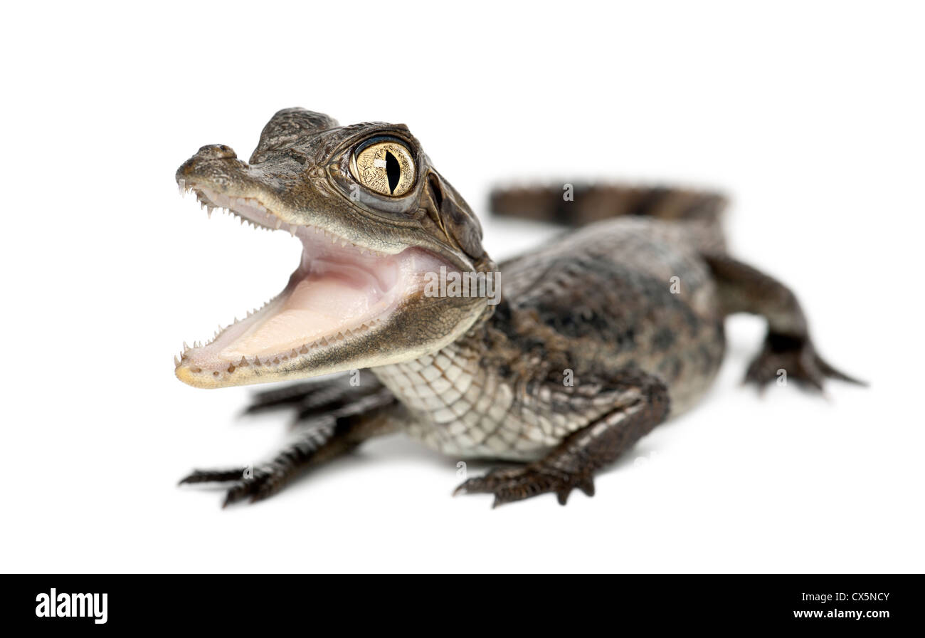 Brillentragende Brillenkaiman, Caiman Crocodilus, auch bekannt als die weiße Kaiman oder gemeinsame Caiman, 2 Monate alt, vor weißem Hintergrund Stockfoto