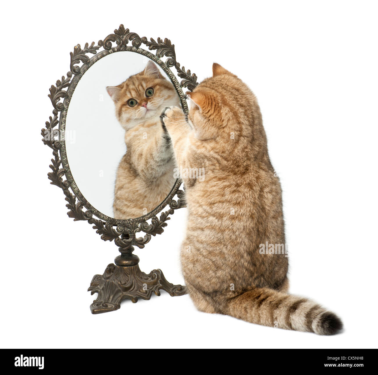 Goldene Schatten Britisch Kurzhaar, 7 Monate alt, spielen mit Spiegel vor weißem Hintergrund Stockfoto