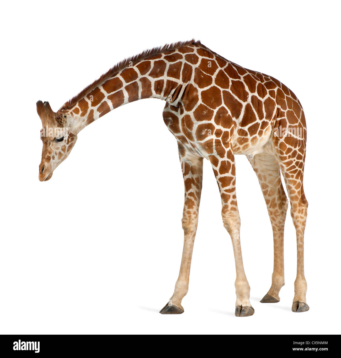 Somalische Giraffe oft bekannt als retikuliert Giraffe (Giraffa Plancius Reticulata) 2 und ein halbes Jahr alt auf weißem Hintergrund Stockfoto