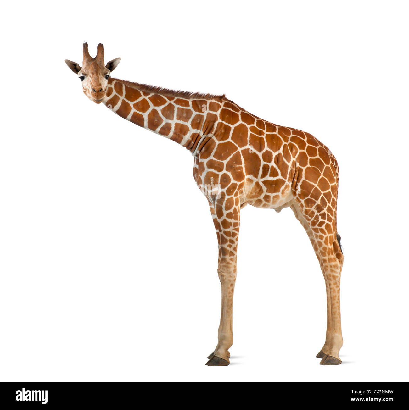 Somalische Giraffe oft bekannt als retikuliert Giraffe (Giraffa Plancius Reticulata) 2 und ein halbes Jahr alt auf weißem Hintergrund Stockfoto