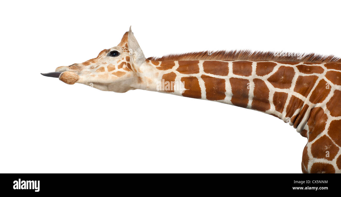 Somalische Giraffe oft bekannt als retikuliert Giraffe (Giraffa Plancius Reticulata) 2 und ein halbes Jahr alt auf weißem Hintergrund Stockfoto