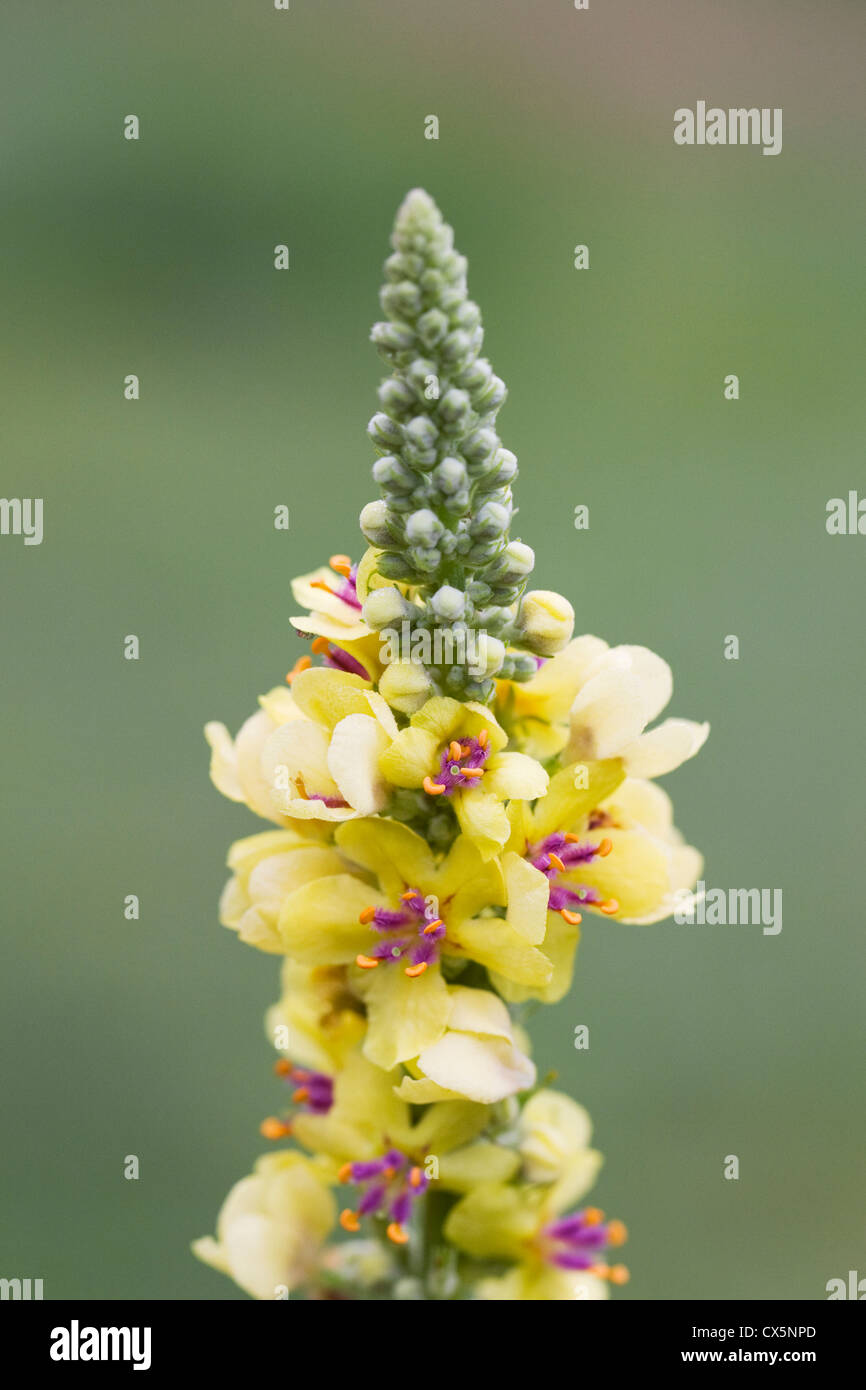 Verbascum Blattaria. Motte Königskerze wächst in Wildblumenwiese. Stockfoto