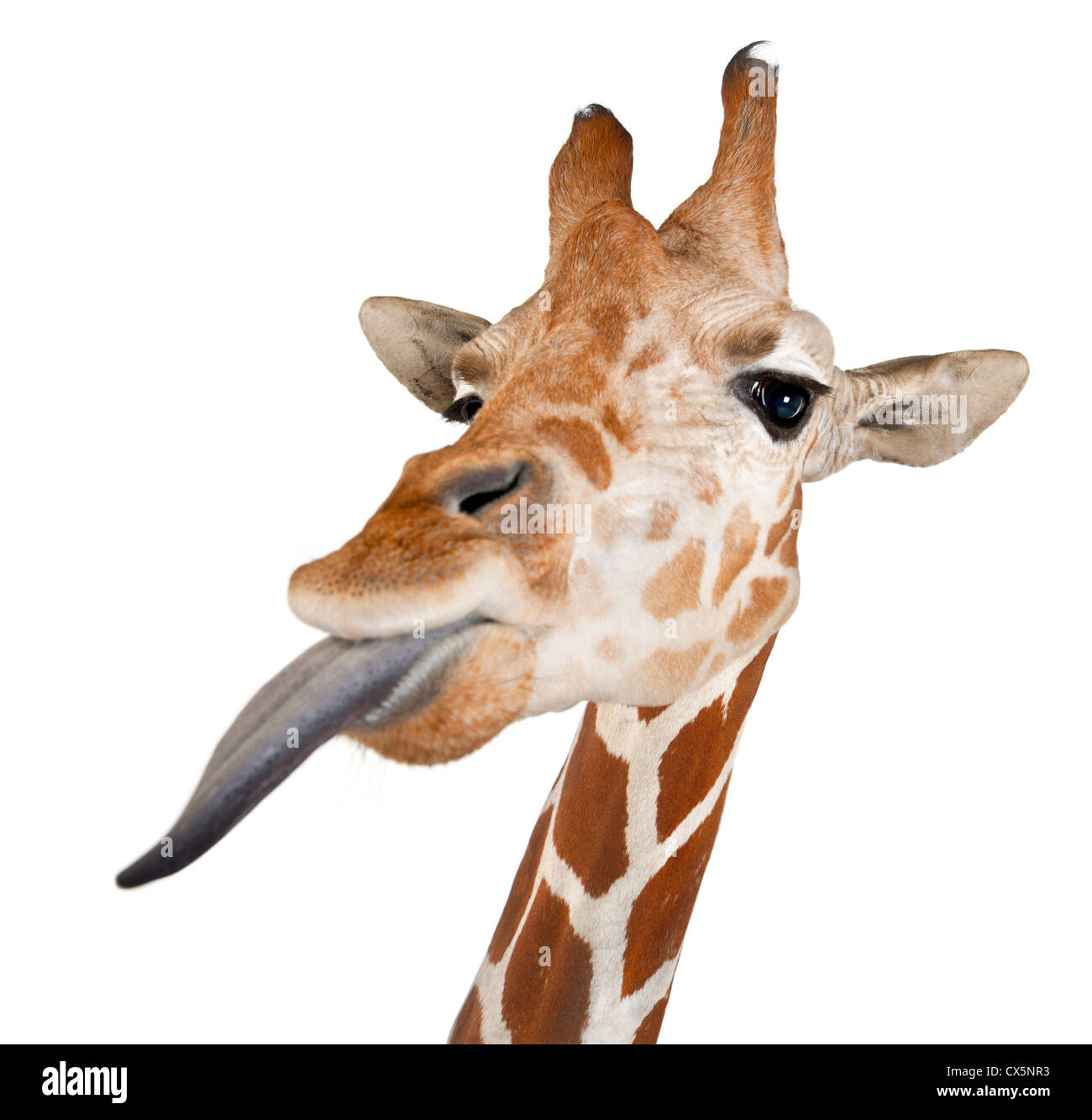 Somalische Giraffe oft bekannt als retikuliert Giraffe (Giraffa Plancius Reticulata) 2 und ein halbes Jahr alt auf weißem Hintergrund Stockfoto