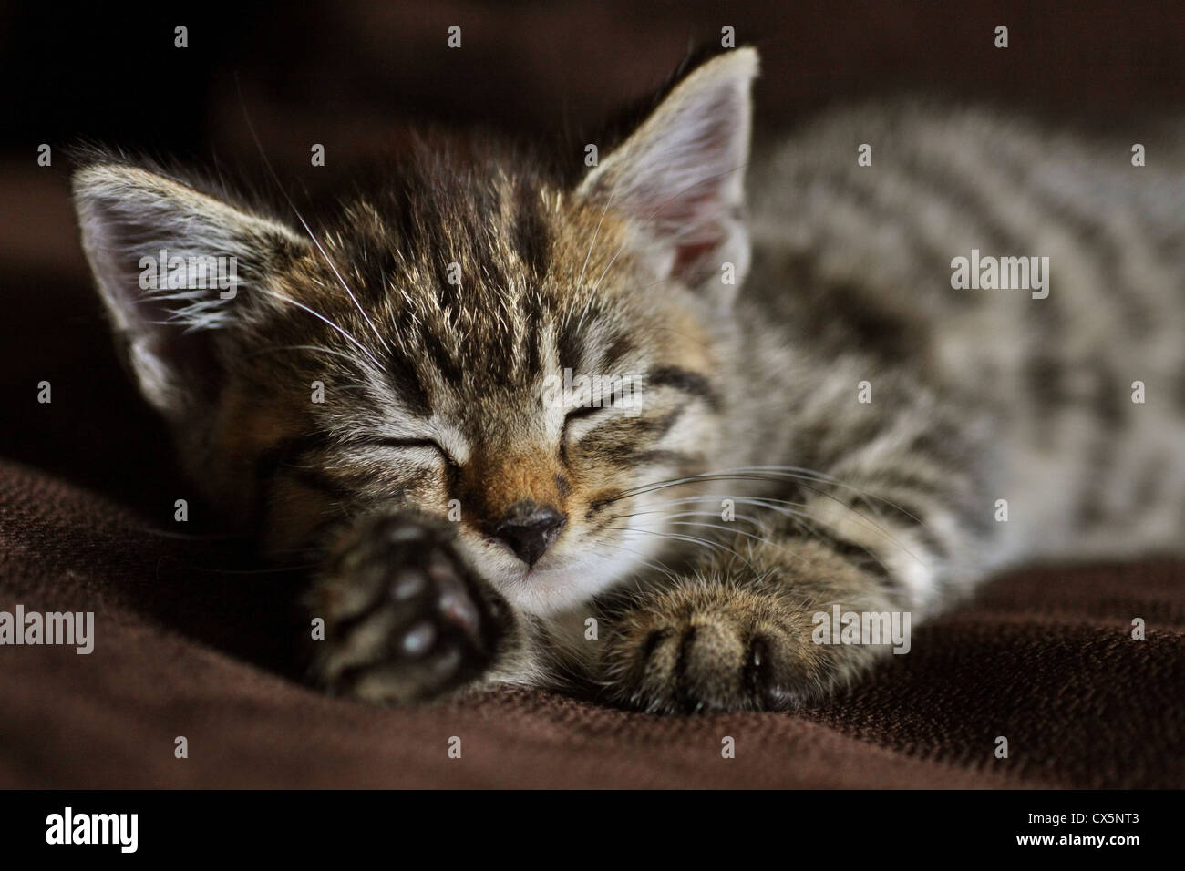 Tabby Kitten Katze Nickerchen... Bild körnig durch Iso 800. Stockfoto
