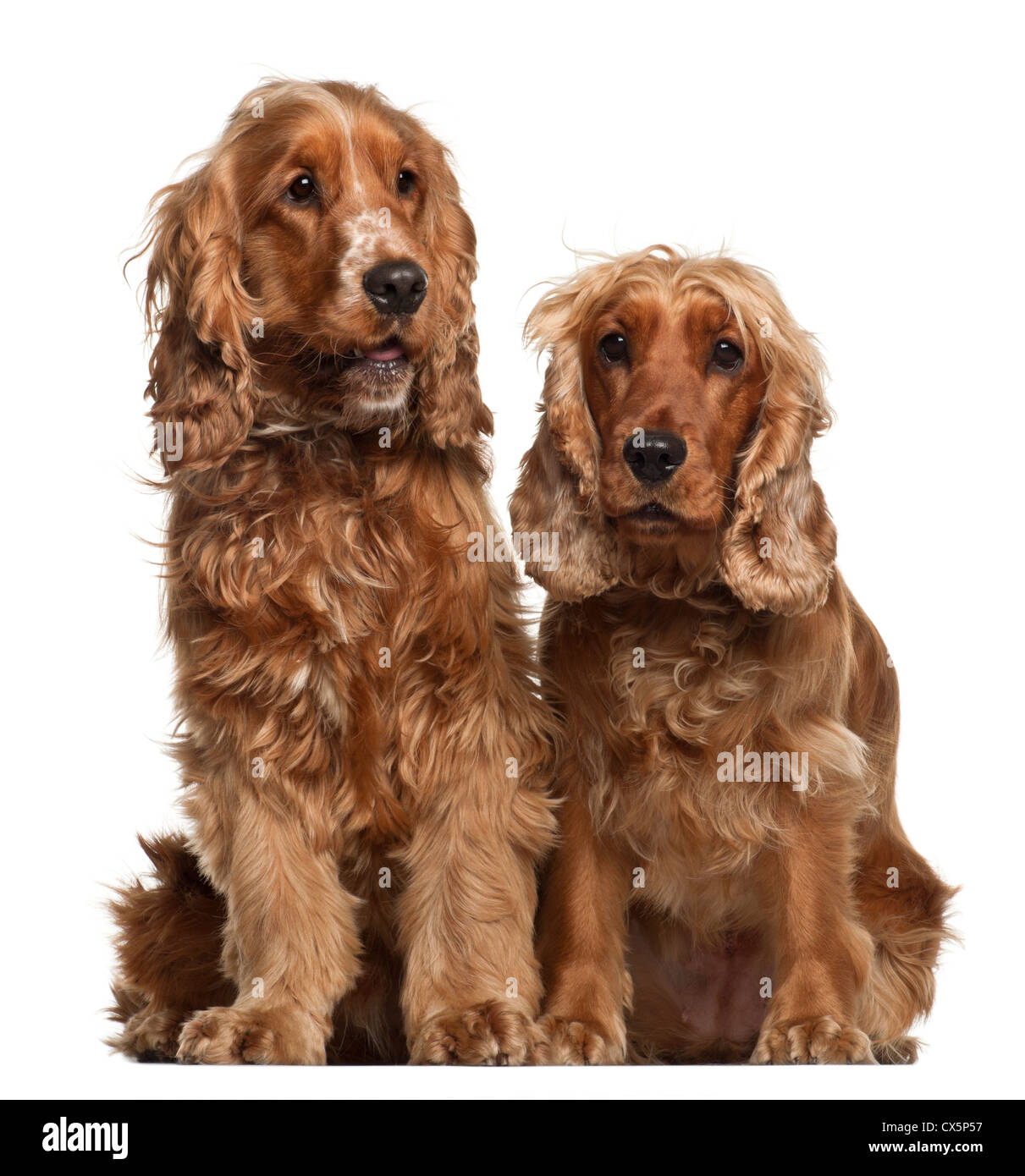 English Cocker Spaniel, 16 Monate alt, sitzt vor weißem Hintergrund Stockfoto