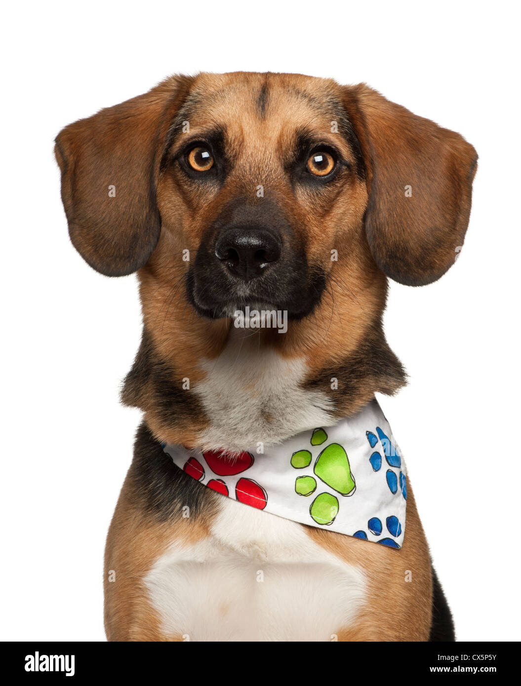 Hund trägt halstuch -Fotos und -Bildmaterial in hoher Auflösung – Alamy