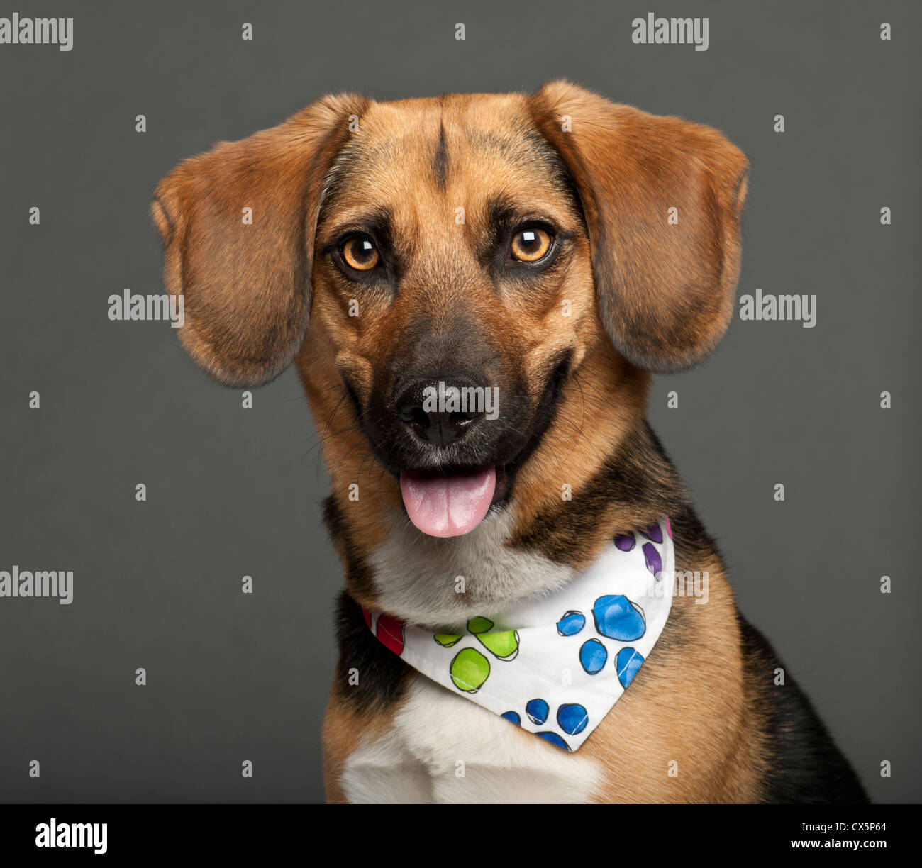 Hund gezüchtet Kreuz mit Beagle, 2 Jahre alt, tragen Halstuch vor grauem Hintergrund Stockfoto