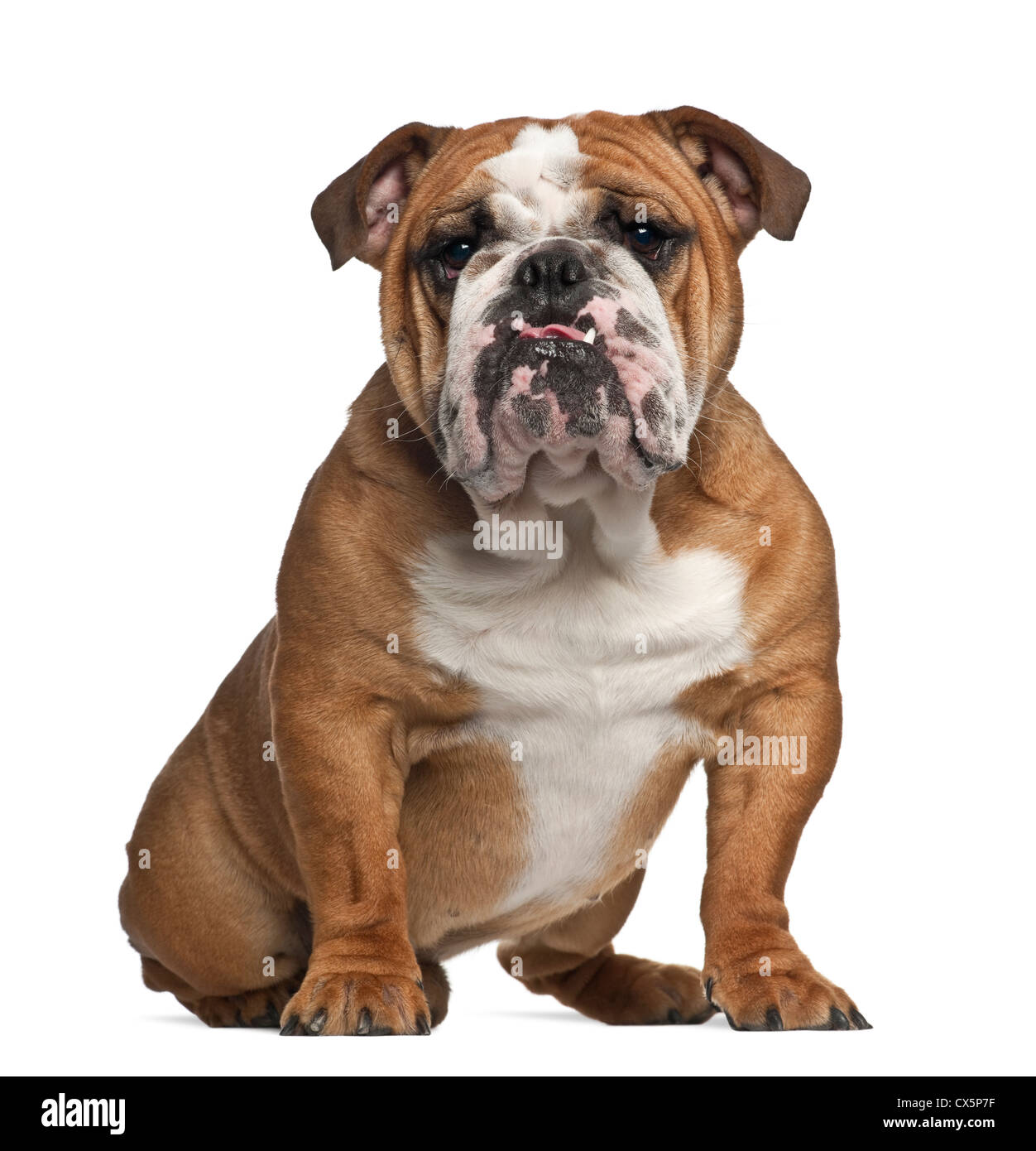 Englische Bulldogge, 10 Monate alt, sitzt vor weißem Hintergrund Stockfoto