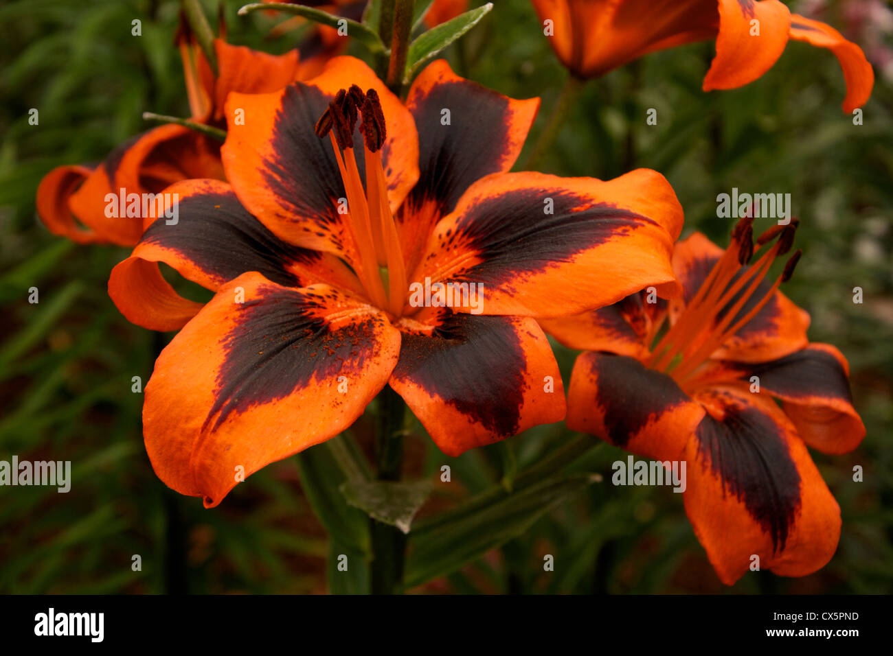 Orange und Schokolade farbige Asiatische Lilie Hybrid' Lily Allen' für die beliebte Sängerin namens. Stockfoto