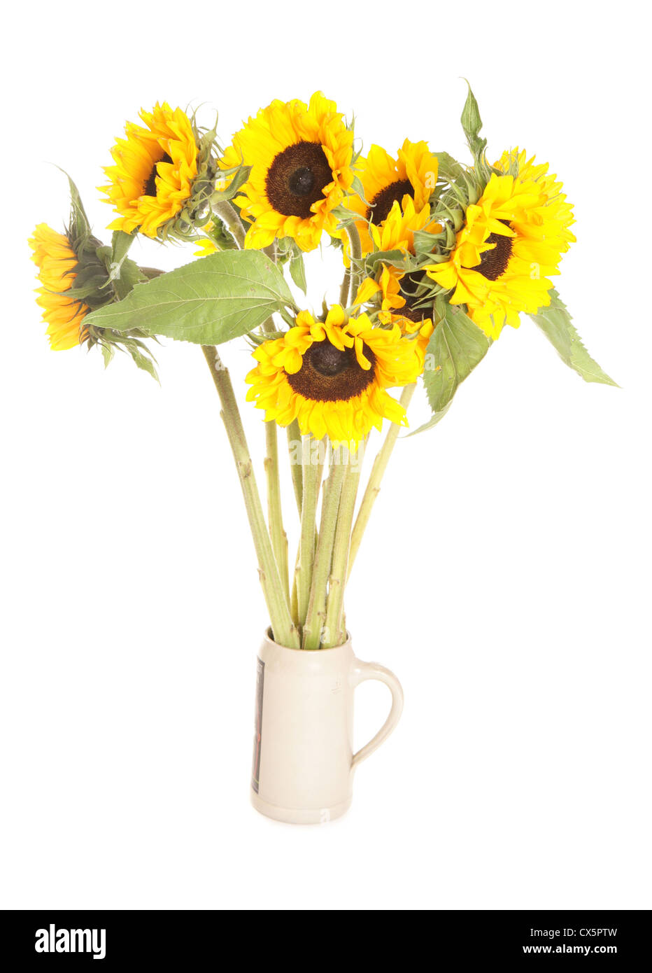 Reihe von Sonnenblumen-Studio-Ausschnitt Stockfoto