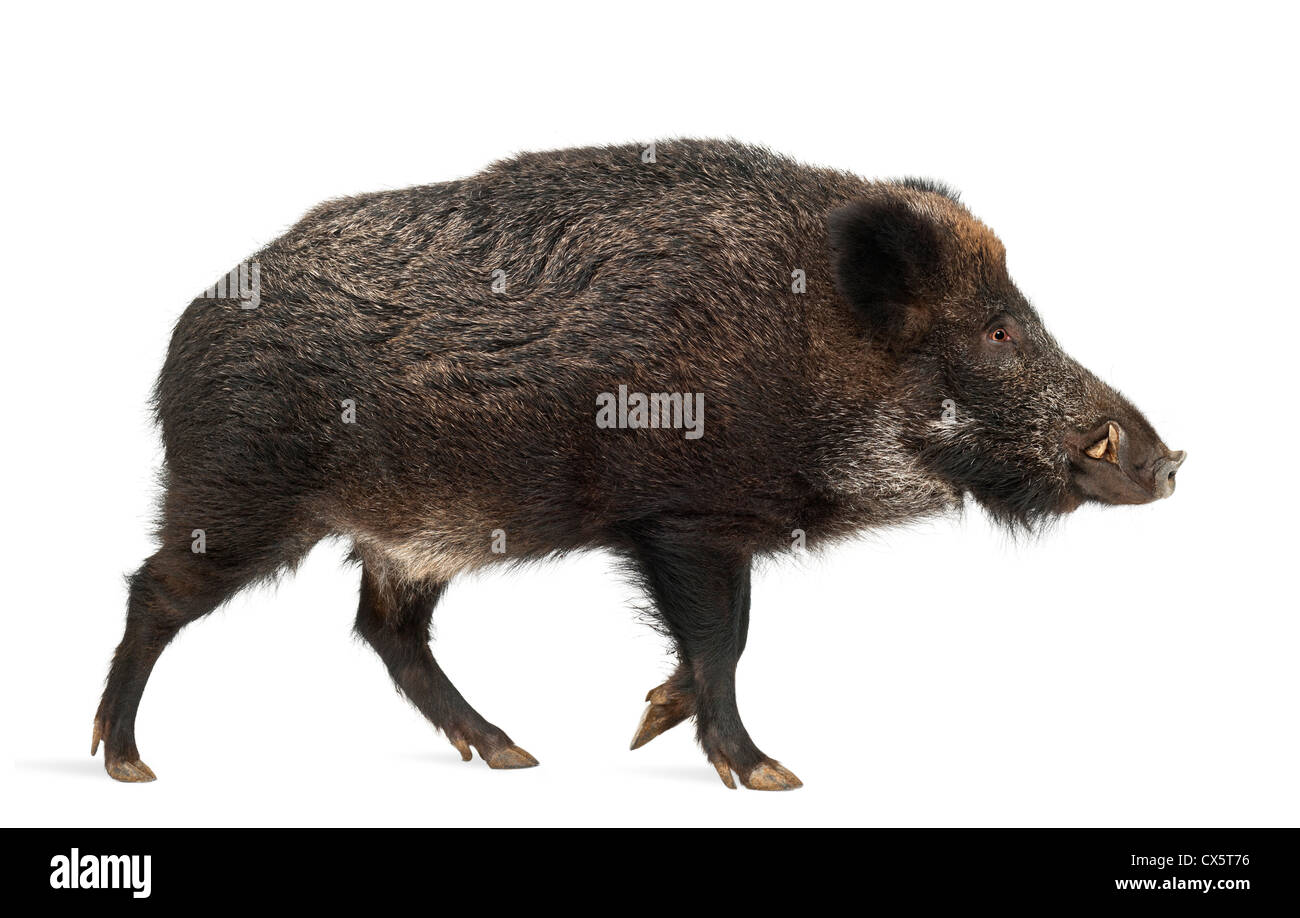Wildschwein, auch bekannt als Wildschwein, Sus Scrofa, 15 Jahre alt, zu Fuß vor weißem Hintergrund Stockfoto